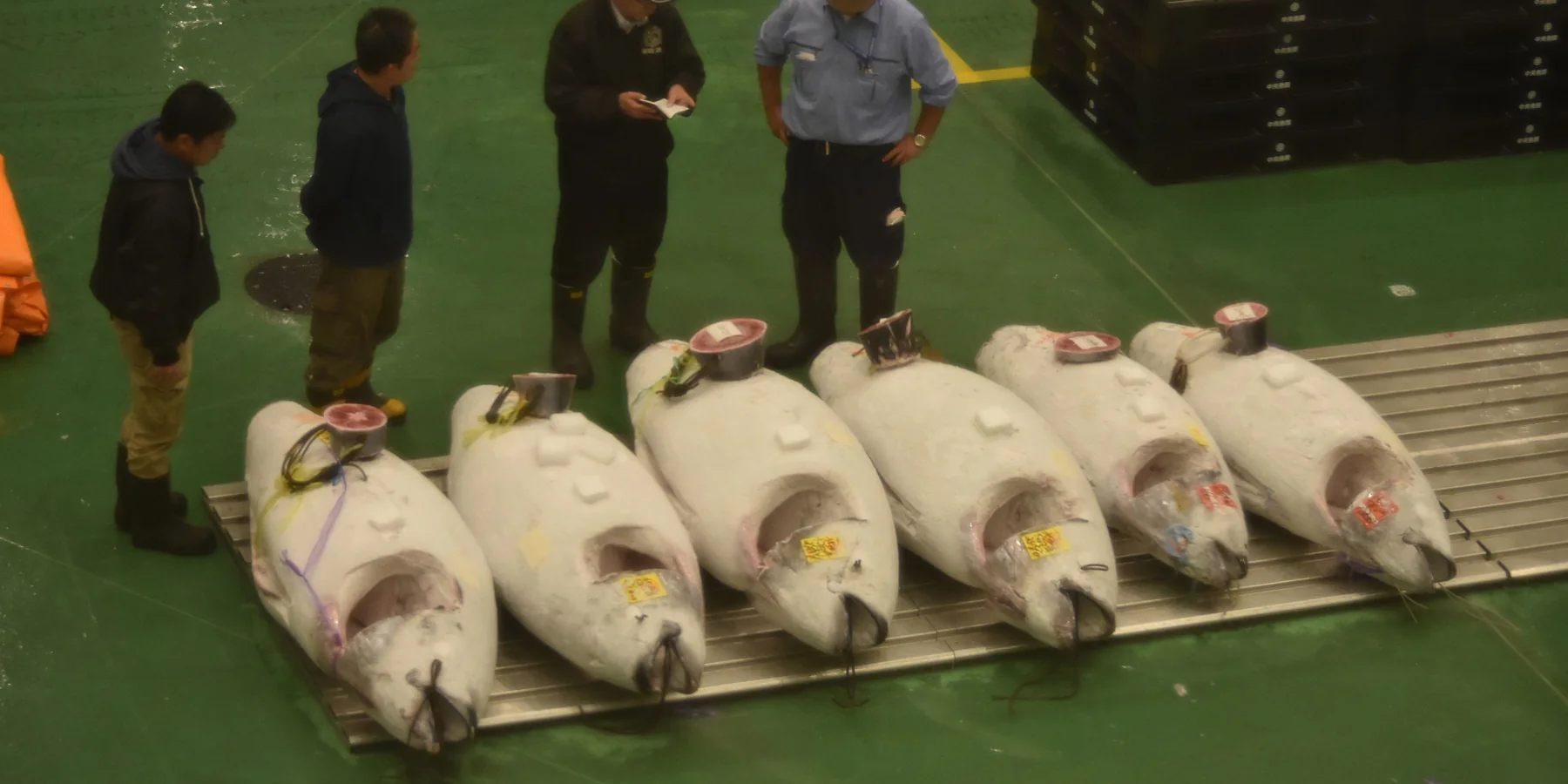 Buyers and auction staff in caps and boots inspecting long rows of tagged frozen tuna on the green-floored Toyosu Market auction hall