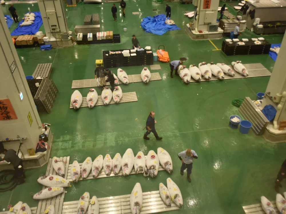 A second row of frosted tuna laid on metal racks on the auction floor, seen from above as buyers check the paper tags