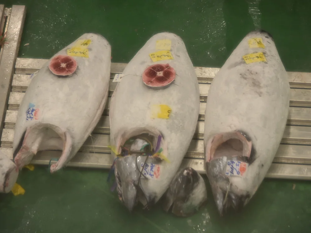 Close detail of frozen tuna tails cut for grading, each marked with a dealer's paper tag